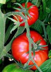 180px-Tomatoes-on-the-bush.jpg