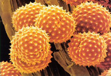 pollen.jpg